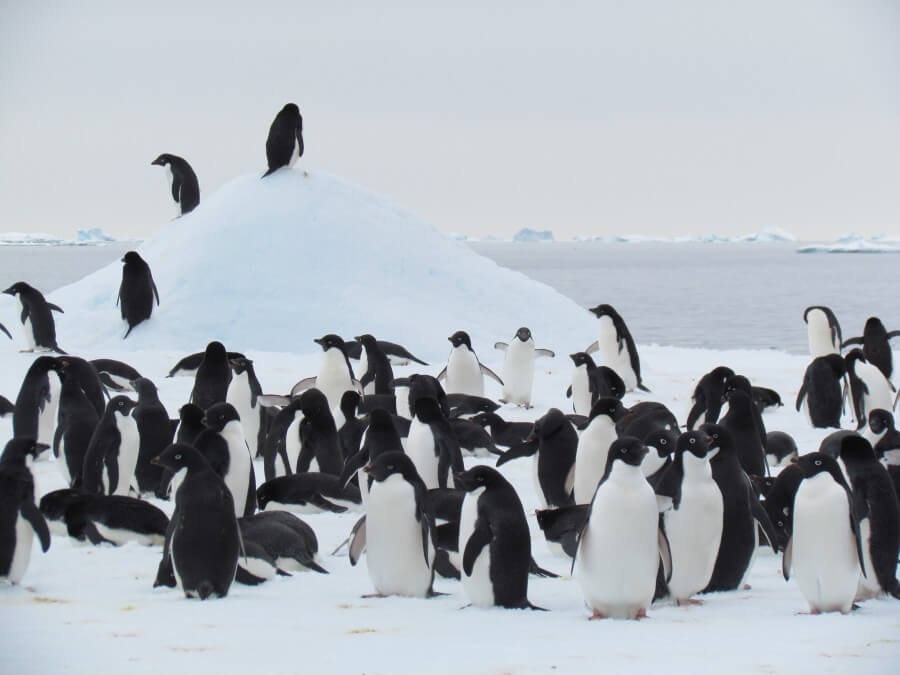 Penguins on sea ice